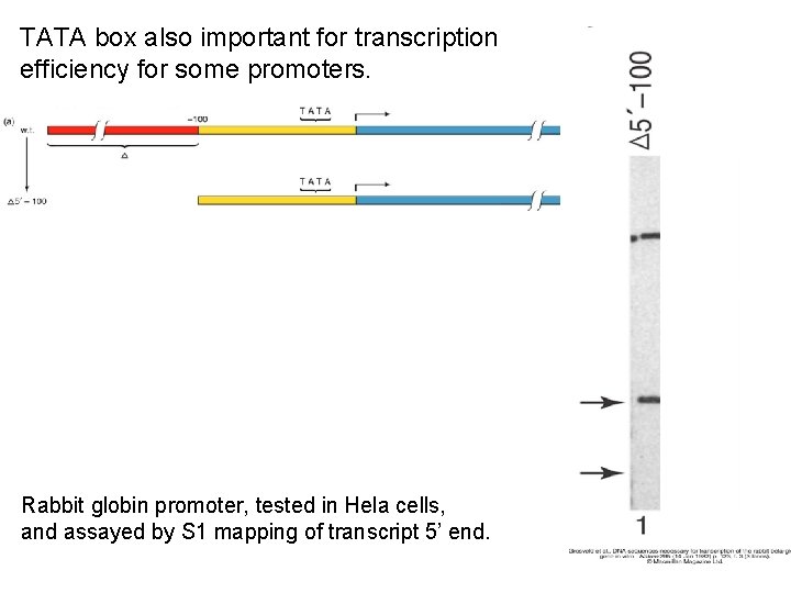 TATA box also important for transcription efficiency for some promoters. Rabbit globin promoter, tested