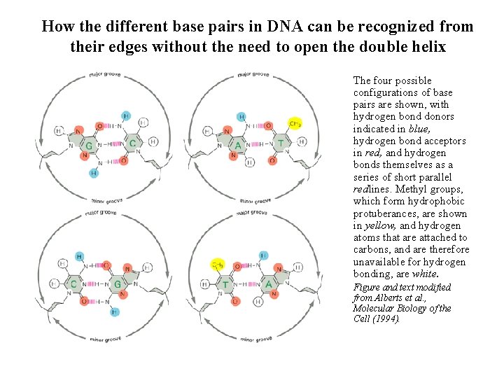 How the different base pairs in DNA can be recognized from their edges without