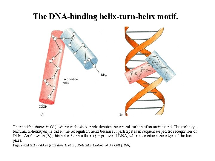 The DNA-binding helix-turn-helix motif. The motif is shown in (A), where each white circle