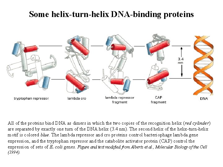 Some helix-turn-helix DNA-binding proteins All of the proteins bind DNA as dimers in which