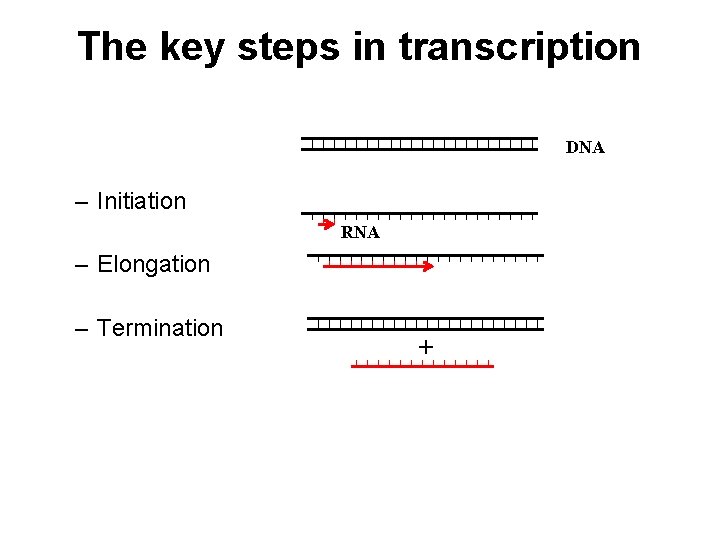 The key steps in transcription DNA – Initiation RNA – Elongation – Termination +