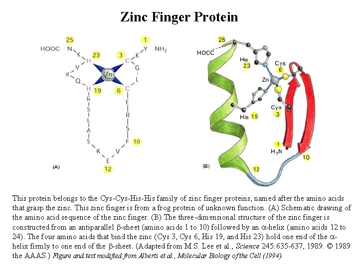 Zinc Finger Protein This protein belongs to the Cys-His-His family of zinc finger proteins,