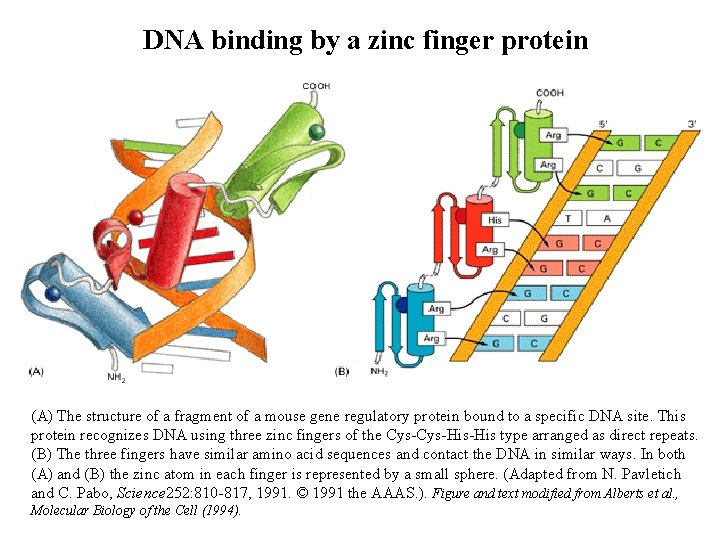 DNA binding by a zinc finger protein (A) The structure of a fragment of