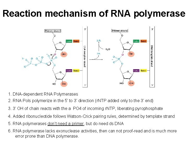 Reaction mechanism of RNA polymerase 1. DNA-dependent RNA Polymerases 2. RNA Pols polymerize in