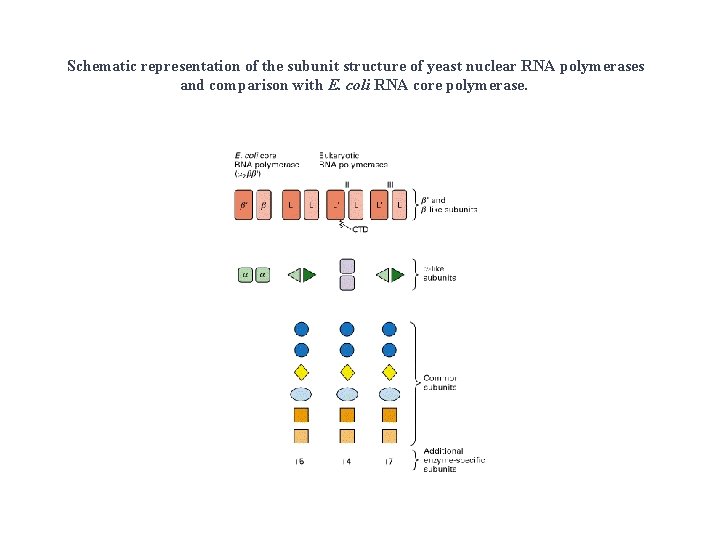 Schematic representation of the subunit structure of yeast nuclear RNA polymerases and comparison with