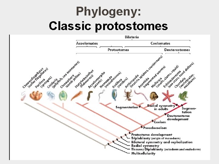 Phylogeny: Classic protostomes § Hypothesis 1: 