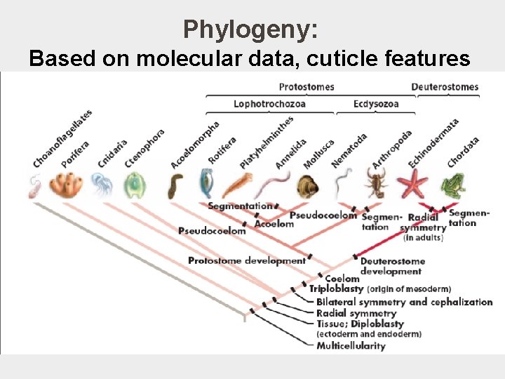 Phylogeny: Based on molecular data, cuticle features 