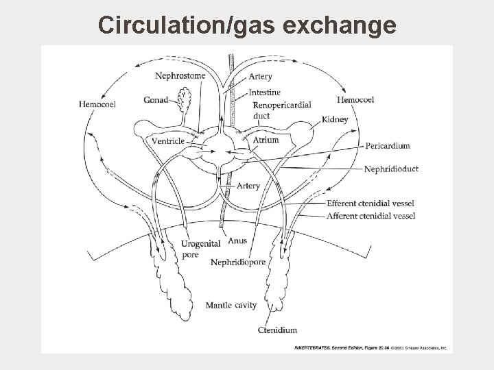 Circulation/gas exchange 