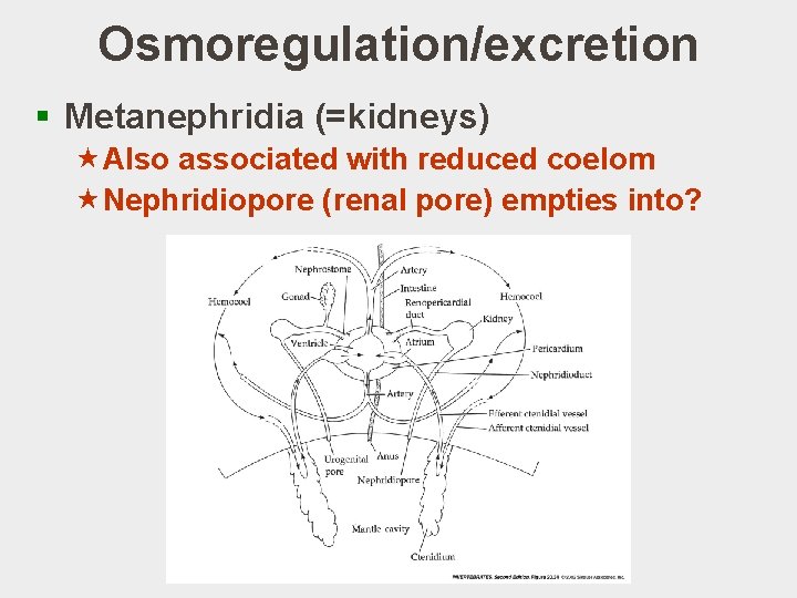 Osmoregulation/excretion § Metanephridia (=kidneys) «Also associated with reduced coelom «Nephridiopore (renal pore) empties into?