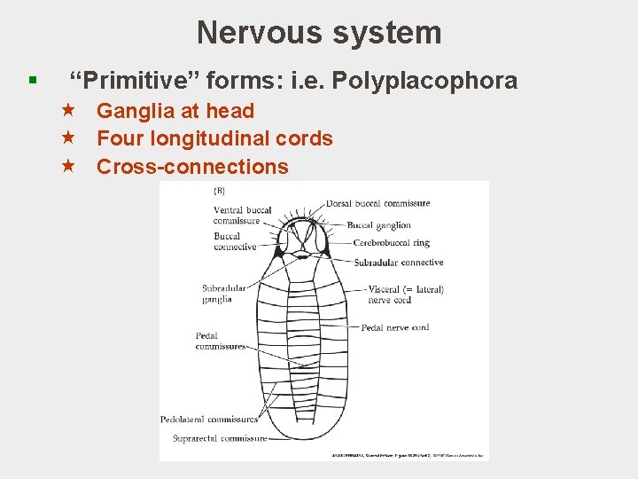 Nervous system § “Primitive” forms: i. e. Polyplacophora « Ganglia at head « Four