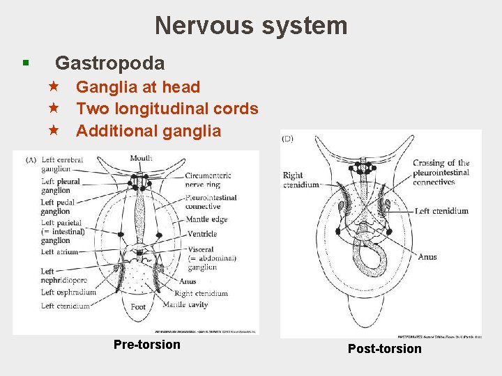Nervous system § Gastropoda « Ganglia at head « Two longitudinal cords « Additional