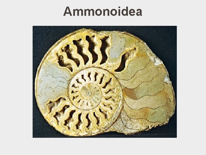 Ammonoidea 