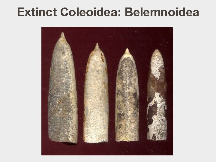 Extinct Coleoidea: Belemnoidea 