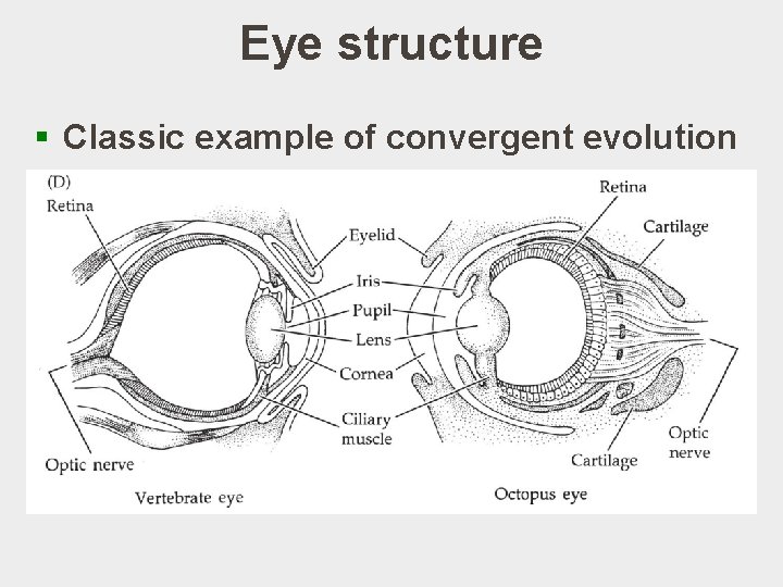 Eye structure § Classic example of convergent evolution 