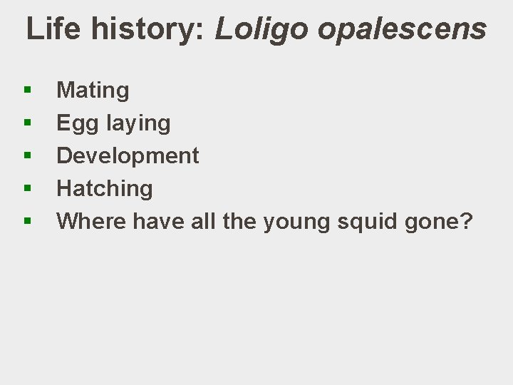 Life history: Loligo opalescens § § § Mating Egg laying Development Hatching Where have