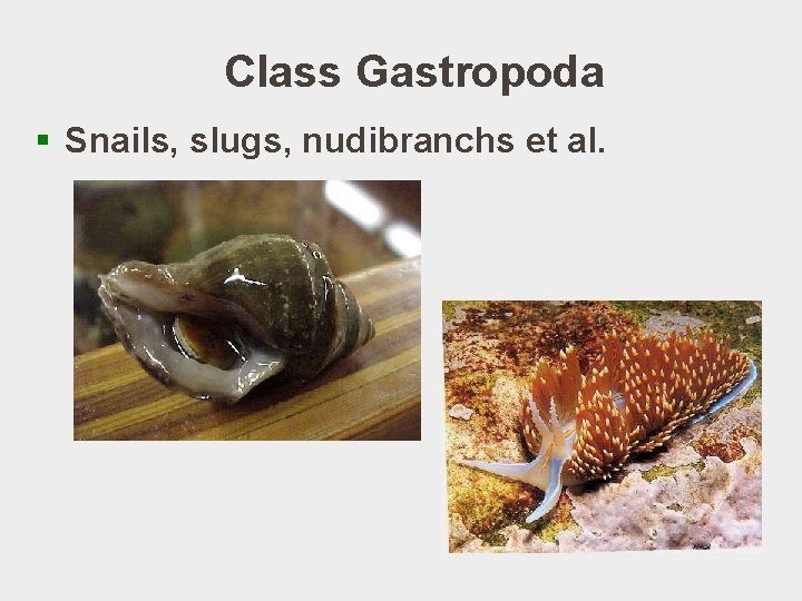 Class Gastropoda § Snails, slugs, nudibranchs et al. 