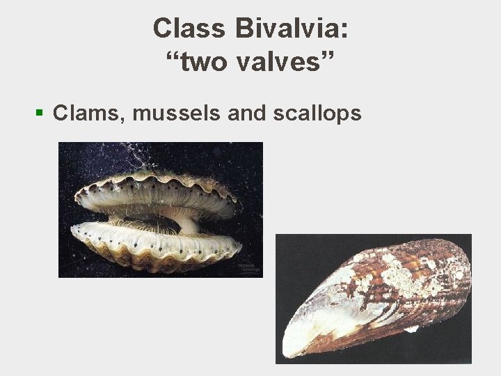 Class Bivalvia: “two valves” § Clams, mussels and scallops 