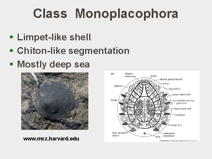 Class Monoplacophora § Limpet-like shell § Chiton-like segmentation § Mostly deep sea www. mcz.