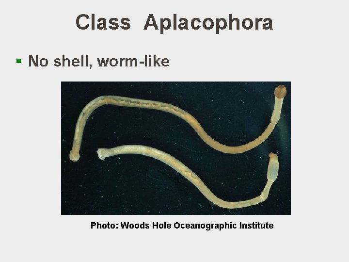 Class Aplacophora § No shell, worm-like Photo: Woods Hole Oceanographic Institute 
