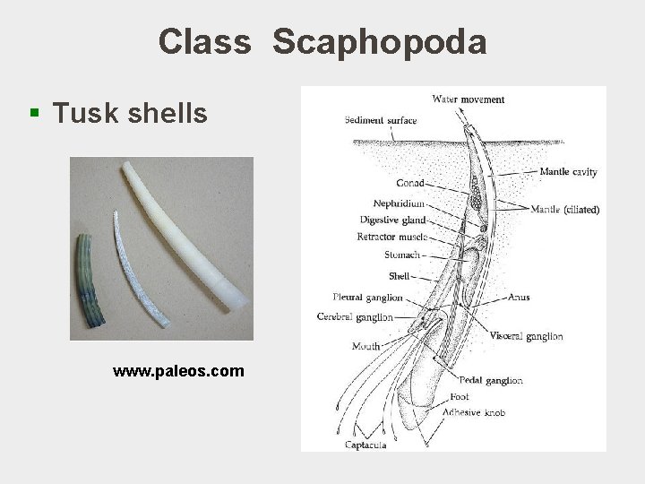 Class Scaphopoda § Tusk shells www. paleos. com 
