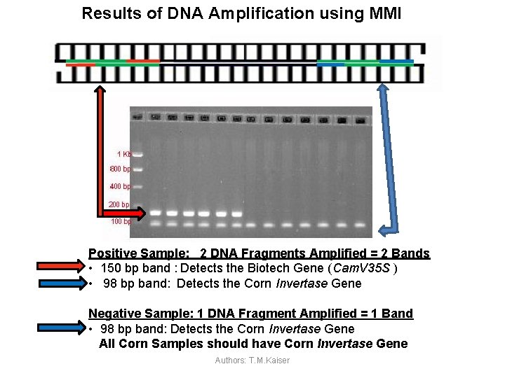 Results of DNA Amplification using MMI Positive Sample: 2 DNA Fragments Amplified = 2