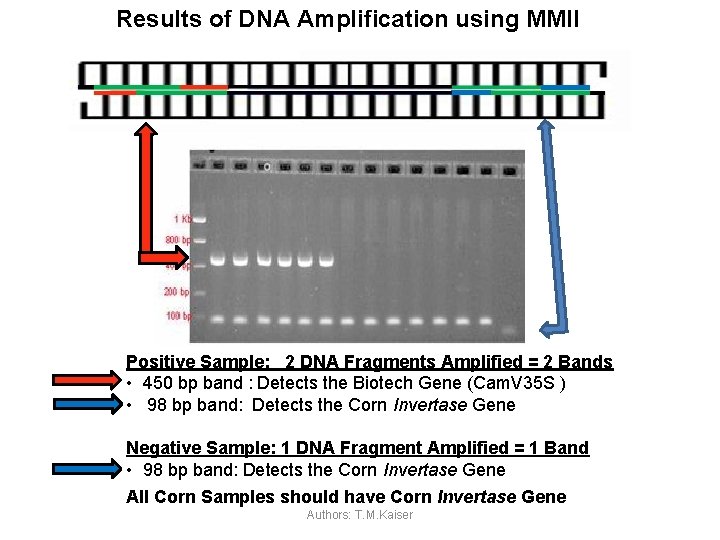 Results of DNA Amplification using MMII Positive Sample: 2 DNA Fragments Amplified = 2
