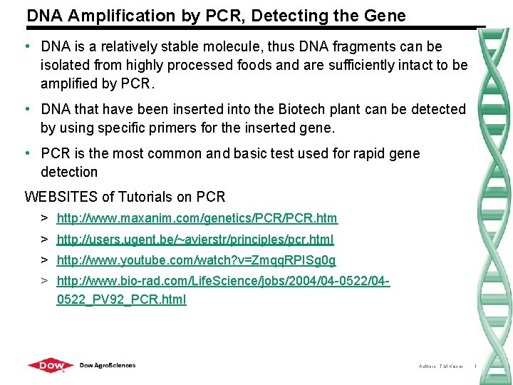 DNA Amplification by PCR, Detecting the Gene • DNA is a relatively stable molecule,