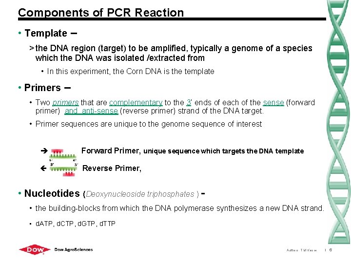 Components of PCR Reaction • Template – > the DNA region (target) to be