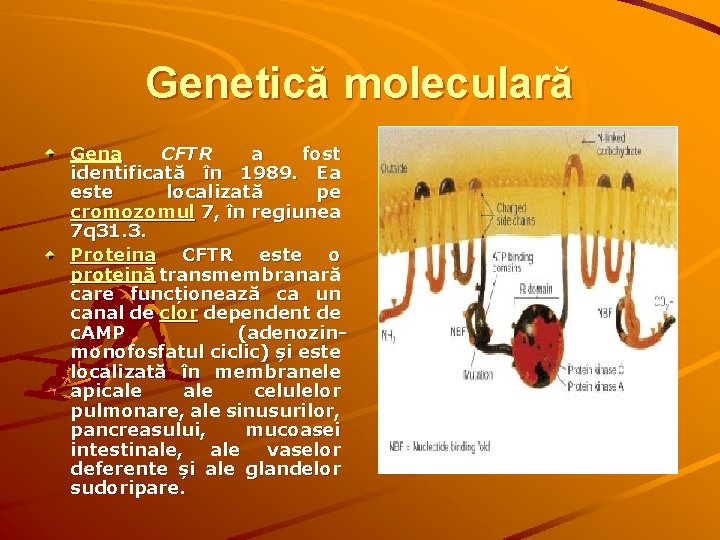 Genetică moleculară Gena CFTR a fost identificată în 1989. Ea este localizată pe cromozomul