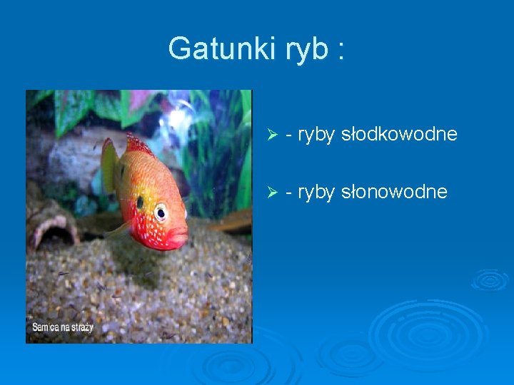 Gatunki ryb : Ø - ryby słodkowodne Ø - ryby słonowodne 