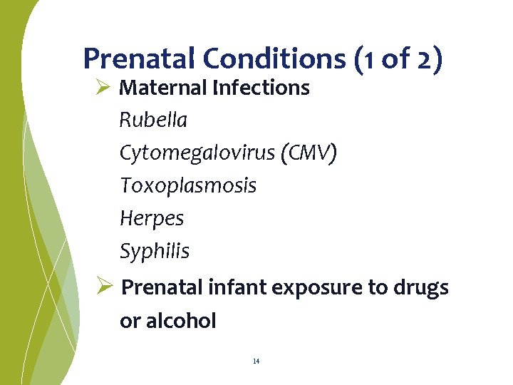 Prenatal Conditions (1 of 2) Ø Maternal Infections Rubella Cytomegalovirus (CMV) Toxoplasmosis Herpes Syphilis