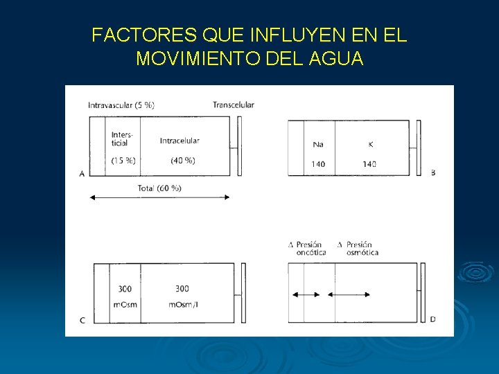 FACTORES QUE INFLUYEN EN EL MOVIMIENTO DEL AGUA FACTORES QUE INFLUYEN EN EL MOVIMIENTO DEL AGUA