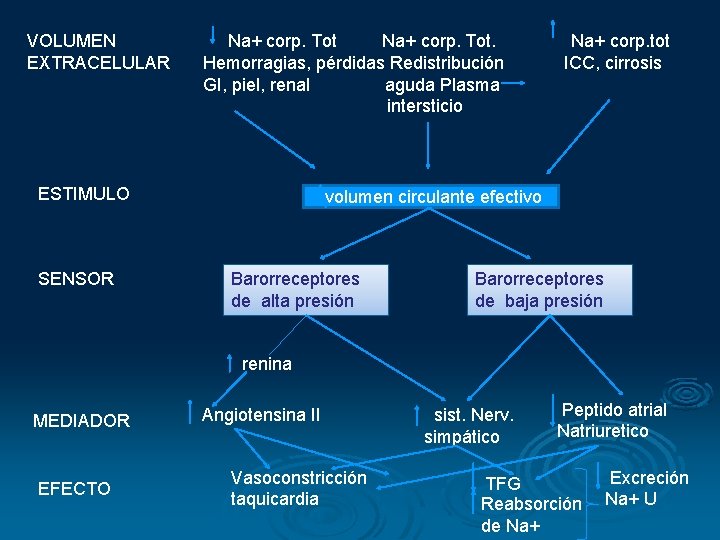 VOLUMEN EXTRACELULAR Na+ corp. Tot. Hemorragias, pérdidas Redistribución GI, piel, renal aguda Plasma intersticio VOLUMEN EXTRACELULAR Na+ corp. Tot. Hemorragias, pérdidas Redistribución GI, piel, renal aguda Plasma intersticio
