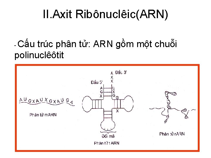 II. Axit Ribônuclêic(ARN) Cấu trúc phân tử: ARN gồm một chuỗi polinuclêôtit - 