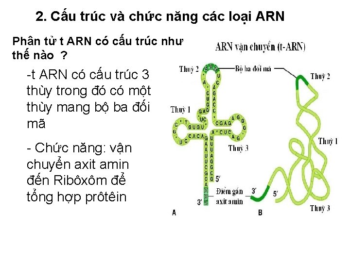 2. Cấu trúc và chức năng các loại ARN Phân tử t ARN có
