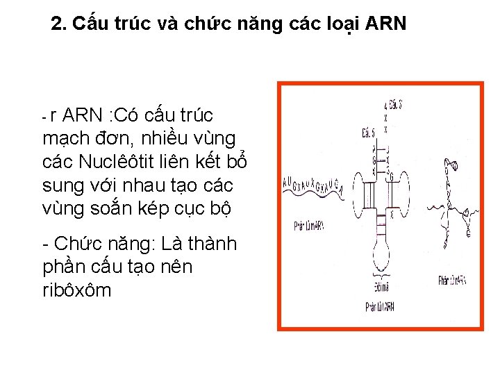 2. Cấu trúc và chức năng các loại ARN -r ARN : Có cấu