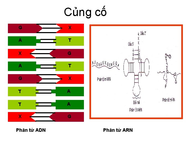 Củng cố G X A T X G A T G X T A