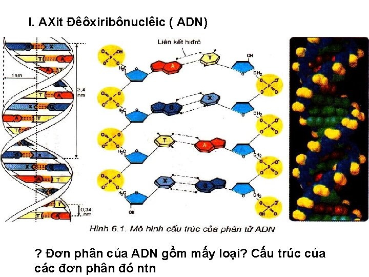 I. AXit Đêôxiribônuclêic ( ADN) ? Đơn phân của ADN gồm mấy loại? Cấu