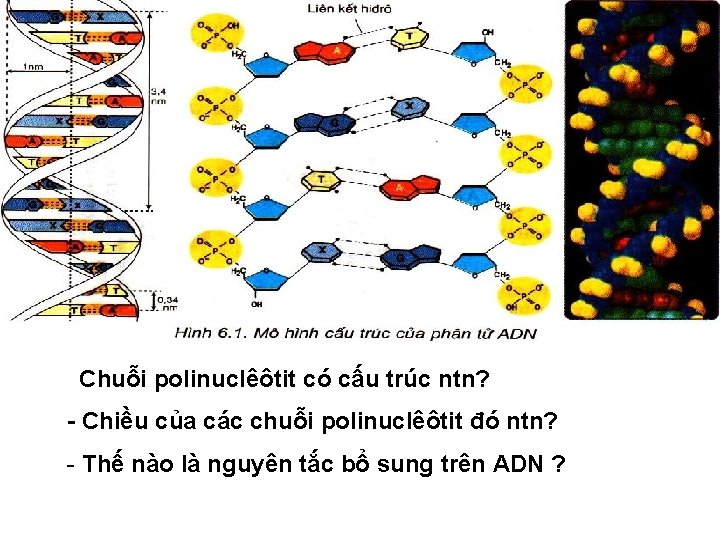 Chuỗi polinuclêôtit có cấu trúc ntn? - Chiều của các chuỗi polinuclêôtit đó ntn?