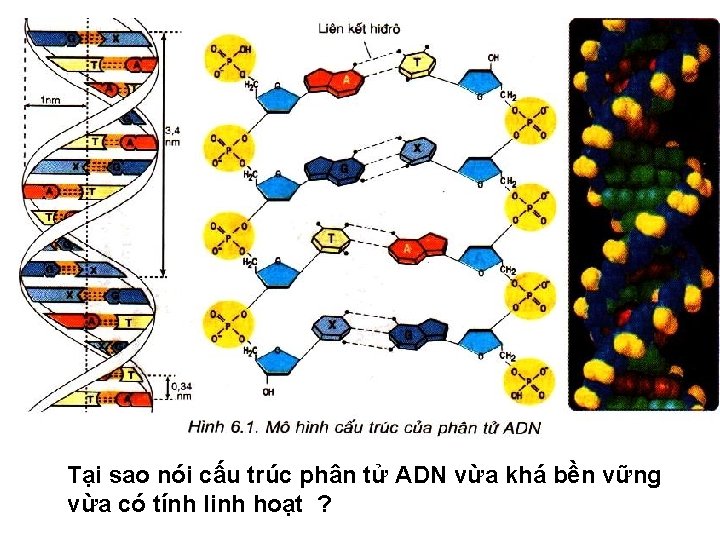 Tại sao nói cấu trúc phân tử ADN vừa khá bền vững vừa có