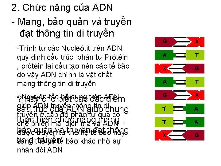 2. Chức năng của ADN - Mang, bảo quản và truyền đạt thông tin