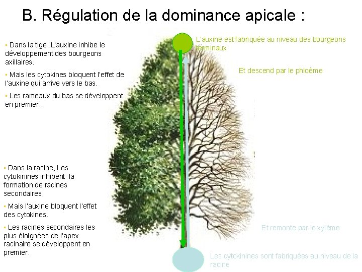 B. Régulation de la dominance apicale : • Dans la tige, L’auxine inhibe le
