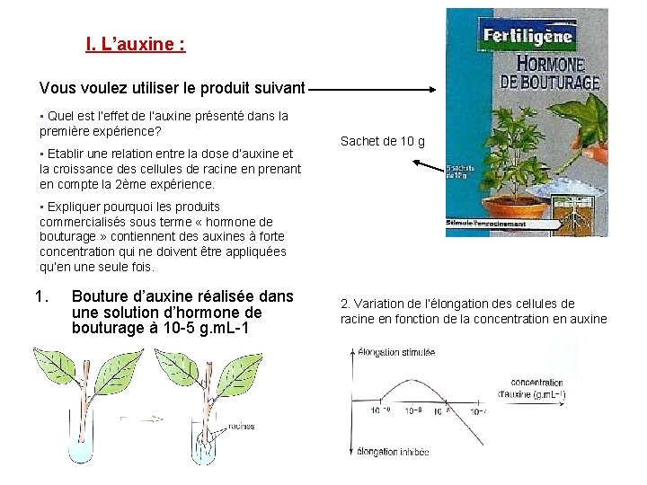 I. L’auxine : Vous voulez utiliser le produit suivant • Quel est l’effet de