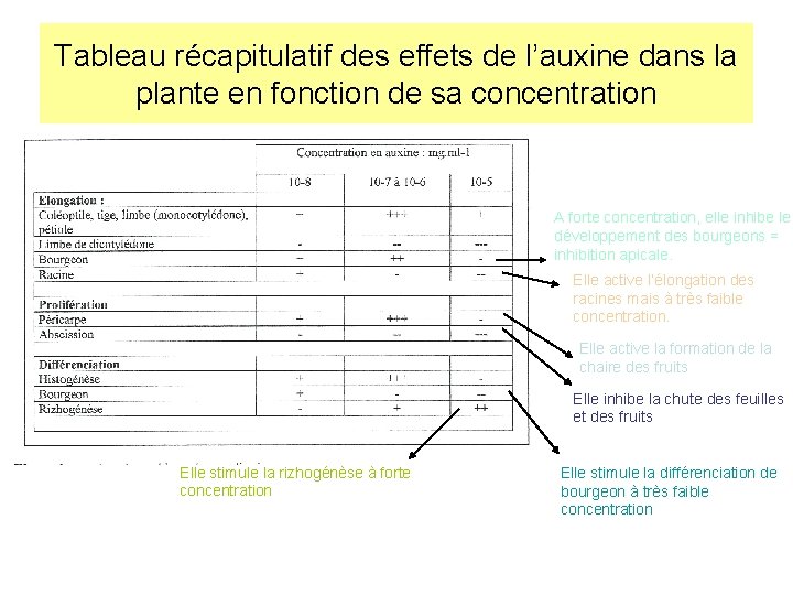 Tableau récapitulatif des effets de l’auxine dans la plante en fonction de sa concentration