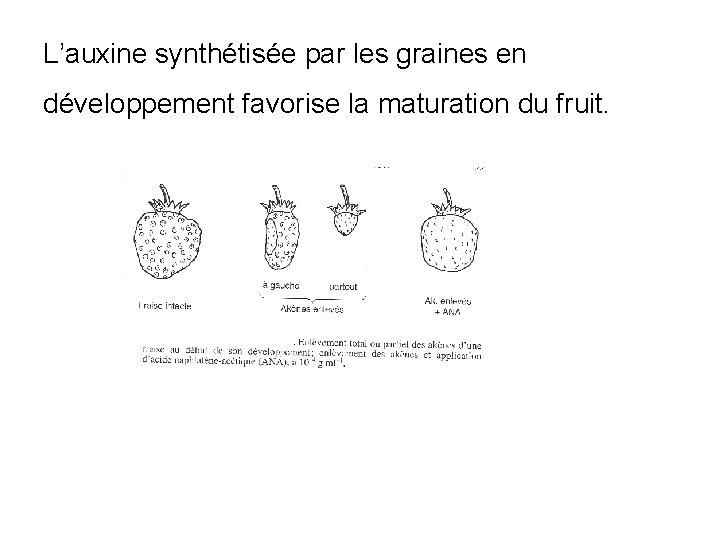 L’auxine synthétisée par les graines en développement favorise la maturation du fruit. 