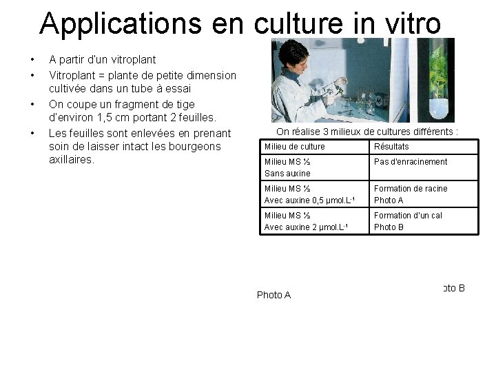 Applications en culture in vitro • • A partir d’un vitroplant Vitroplant = plante