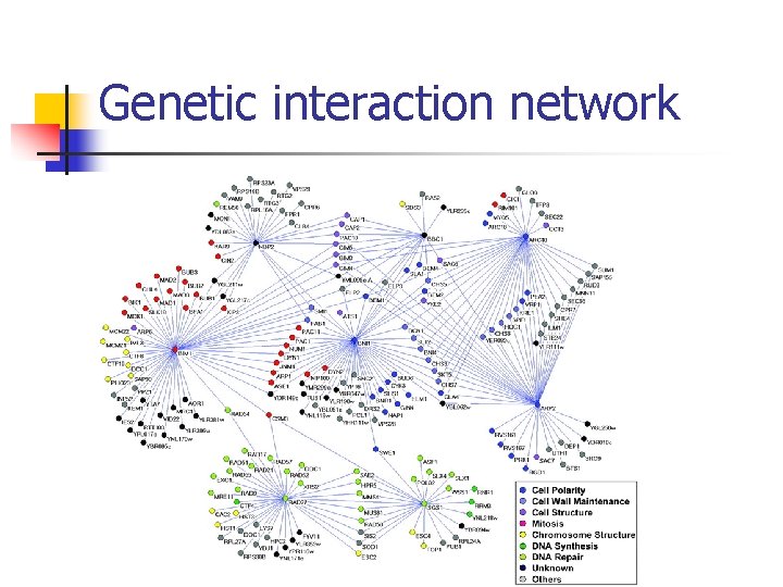 Genetic interaction network 