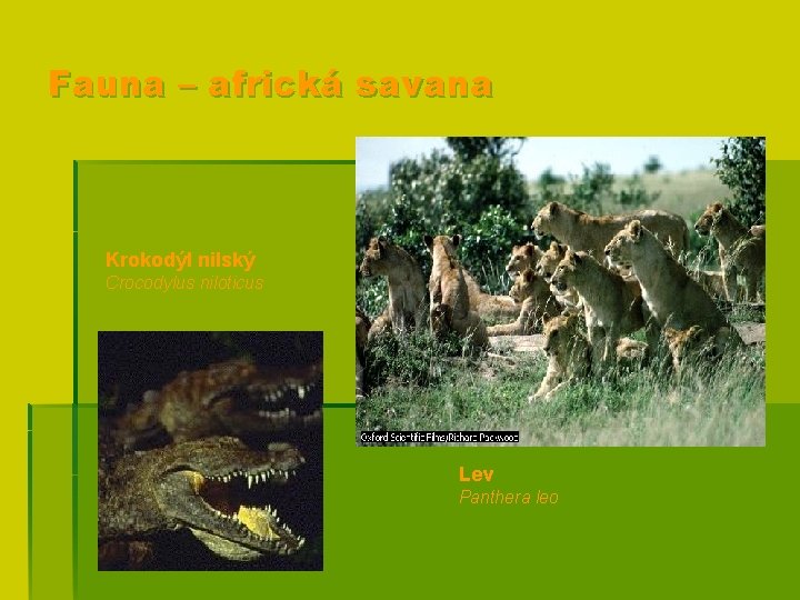 Fauna – africká savana Krokodýl nilský Crocodylus niloticus Lev Panthera leo 