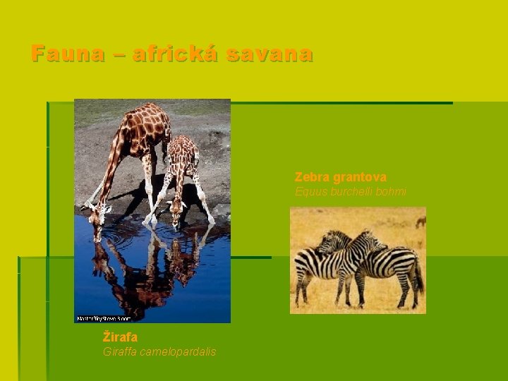 Fauna – africká savana Zebra grantova Equus burchelli bohmi Žirafa Giraffa camelopardalis 