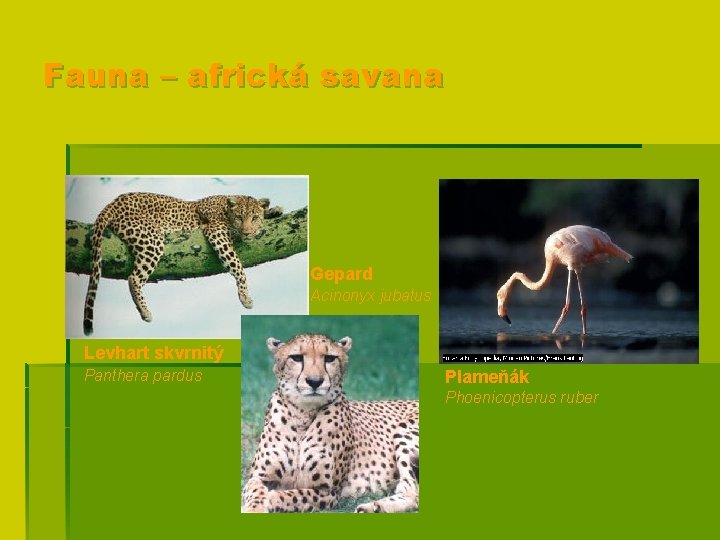 Fauna – africká savana Gepard Acinonyx jubatus Levhart skvrnitý Panthera pardus Plameňák Phoenicopterus ruber